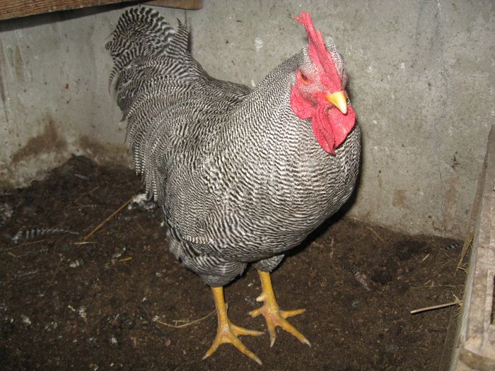 schimb sau vand cocos plymouth