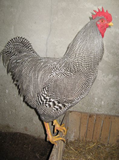 schimb sau vand cocos plymouth