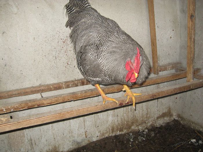 de vanzare sau la schimb