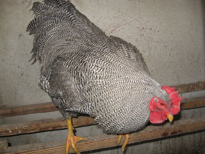 de vanzare sau la schimb