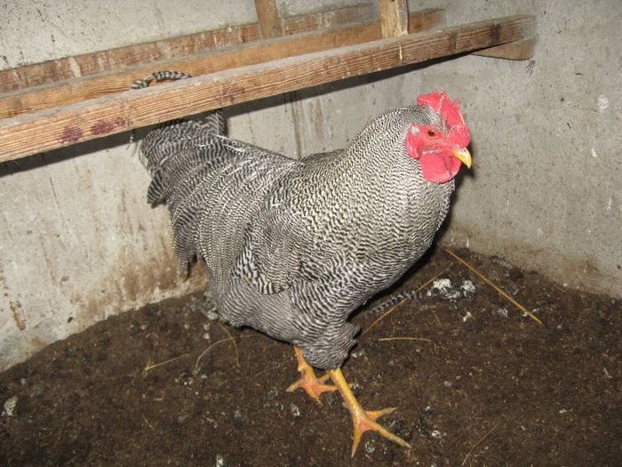 de vanzare sau la schimb