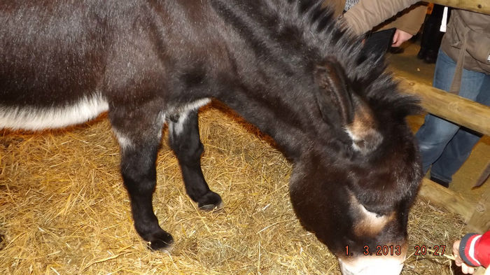DSCF0443 - salon international de agricultura paris 2013