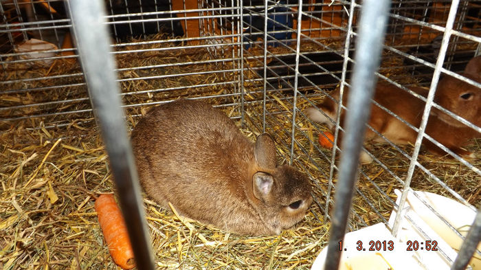 DSCF0484 - salon international de agricultura paris 2013