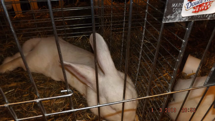 DSCF0486 - salon international de agricultura paris 2013