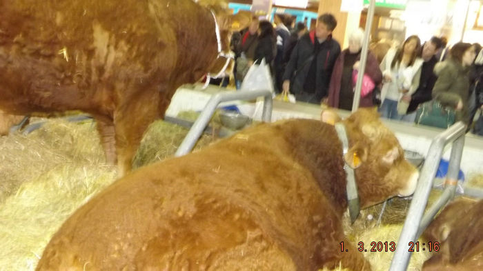DSCF0517 - salon international de agricultura paris 2013