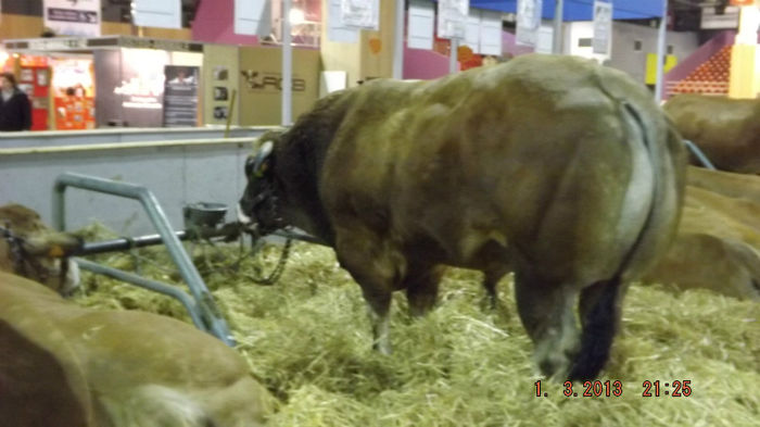 DSCF0553 - salon international de agricultura paris 2013