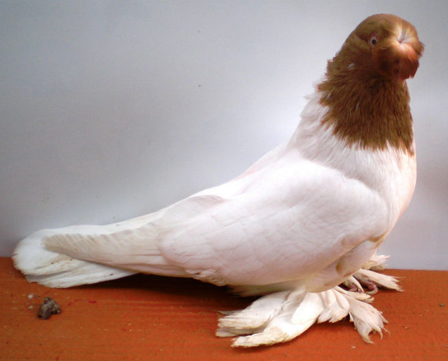 P1016779 - 9 Jucatori  de  Botosani