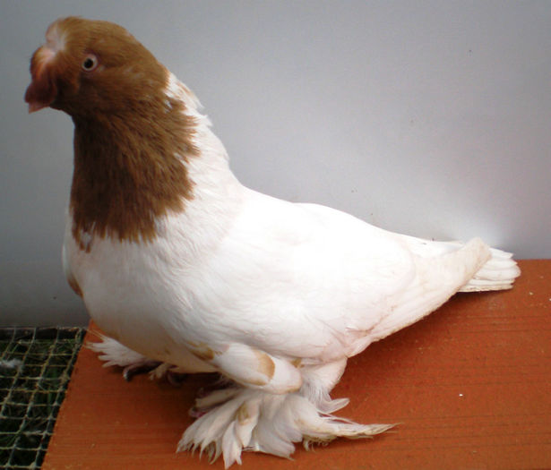 P1016777 - 9 Jucatori  de  Botosani