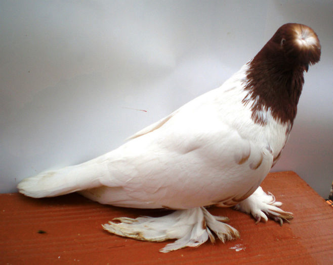 P1016818 - 9 Jucatori  de  Botosani