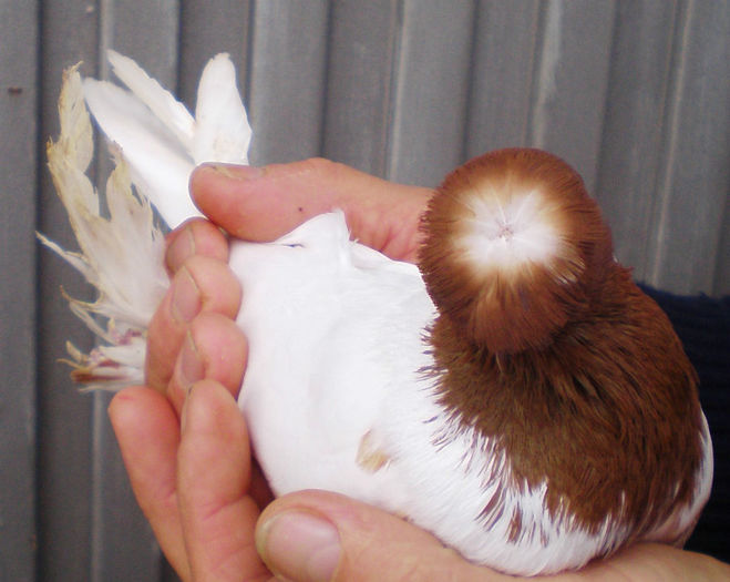 P1016803 - 9 Jucatori  de  Botosani