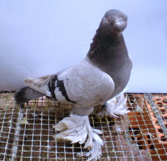 P1016723 - 9 Jucatori  de  Botosani