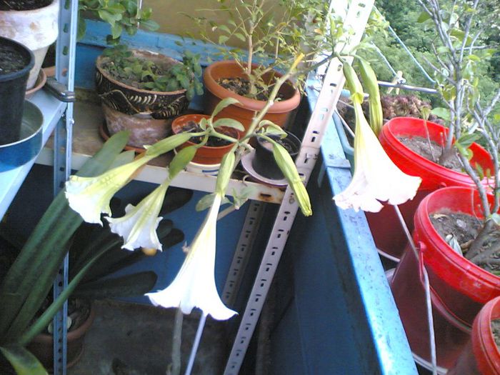 datura - florile mele