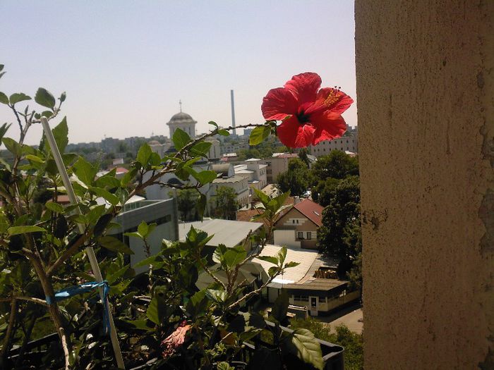 balcon 2012 - florile mele