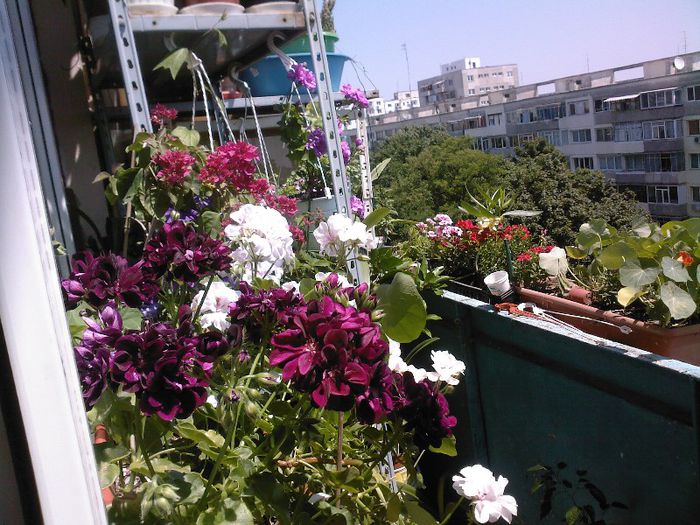 balcon 2012 - florile mele