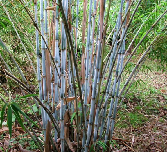 Borinda papyrifera