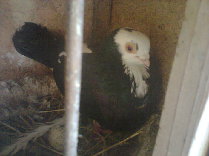 galatean m; la o saptamana dupa ce iam luat de la avadanevasile miau scos oua
