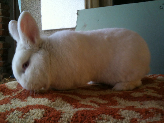 IMG_0083 - MASC NEO NR 2