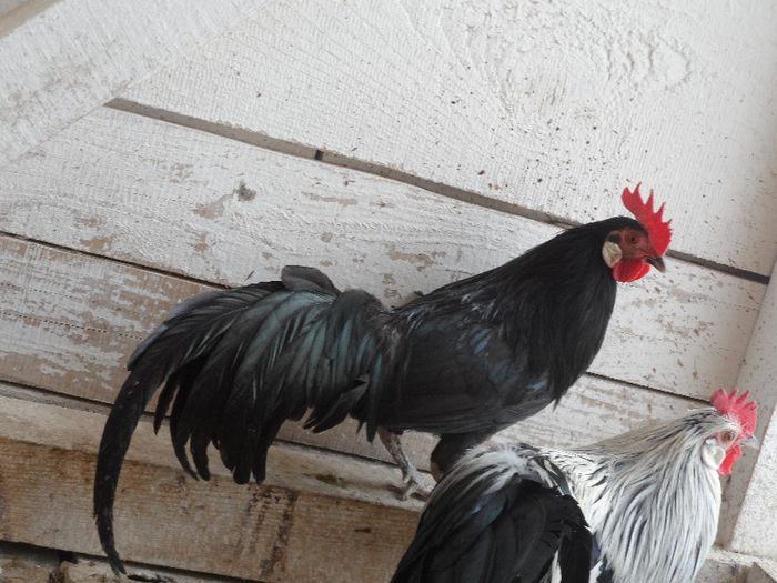 cocos2 - Gaina Pitica Germana Schwarz-Negru