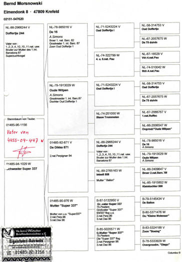 Pedigree  DV 96-1156-fiu Doffertje 244 - van der Wegen Porumbeii care stau la baza crescatoriei