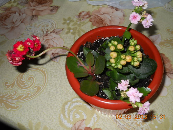 mixt kalanchoe
