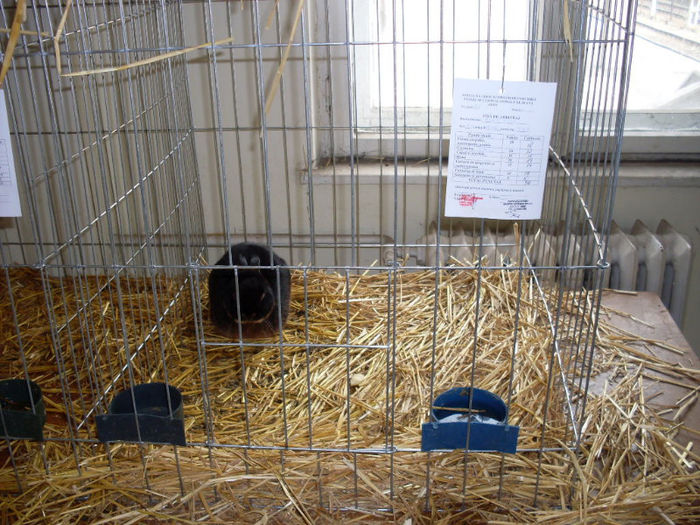 SDC10021 - expozitia de pasari si iepuri 2013