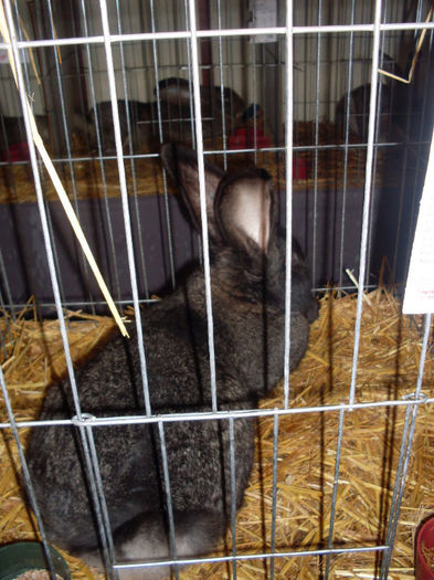 SDC10006 - expozitia de pasari si iepuri 2013