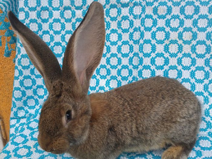 Femela 1( 3 luni) Urias Gri German; Poze 2 Martie 2013
