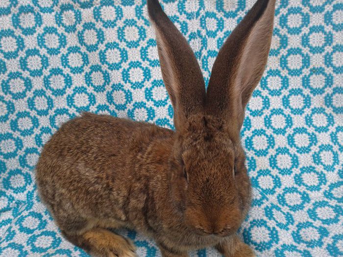 Femela1 (3 luni) Urias Gri German; Achizitie de la domnu Gaal !!
