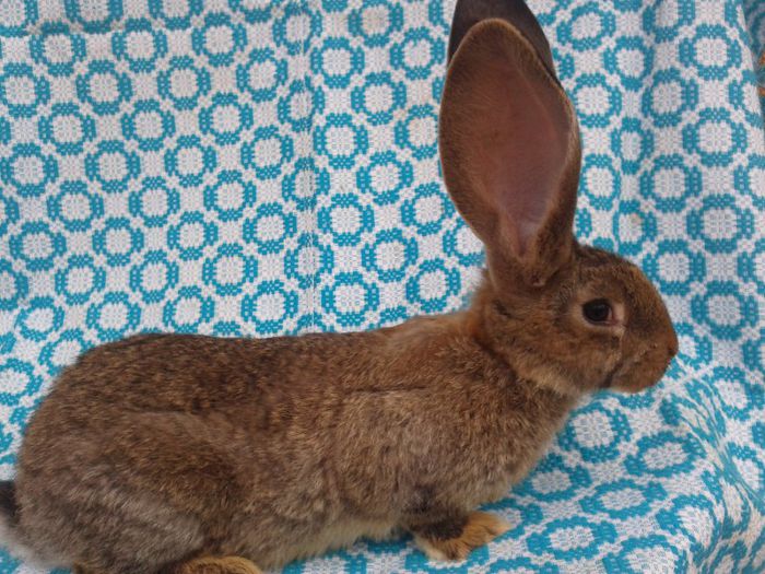 Femela 2 (3 luni) Urias Gri German