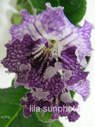  - streptocarpus HEJNAL