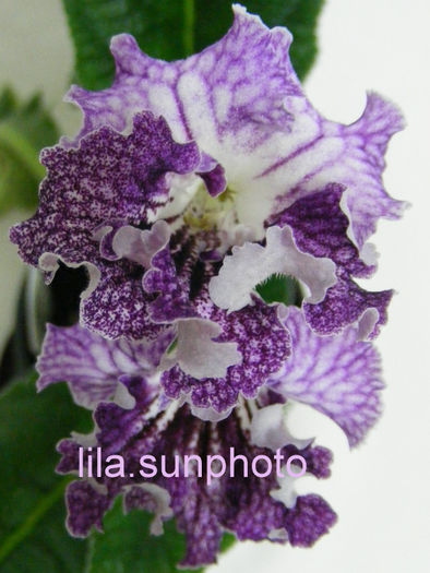  - streptocarpus HEJNAL