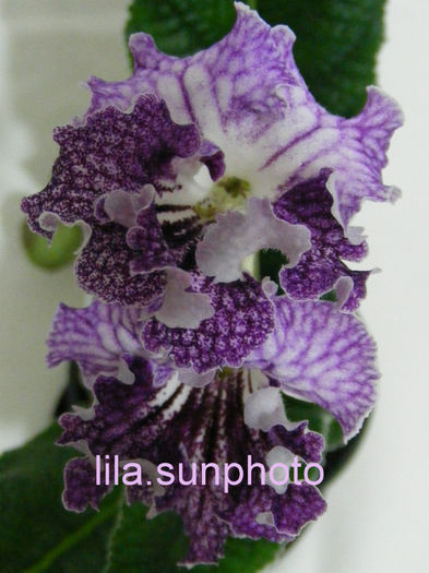  - streptocarpus HEJNAL