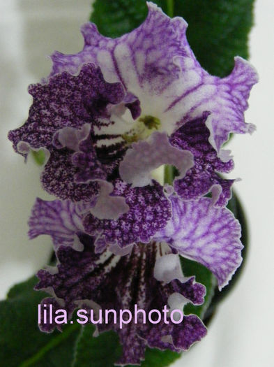  - streptocarpus HEJNAL