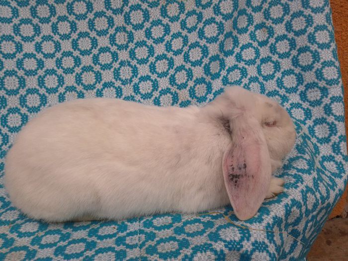 Femela Berbec German 6 luni alb