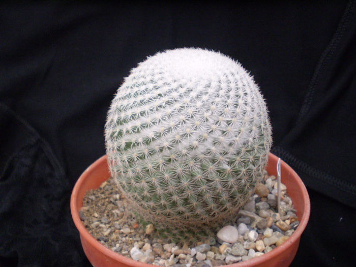 Mammillaria albilanata