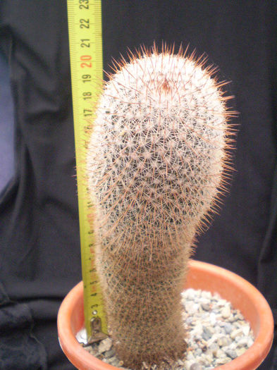 Mammillaria backebergeriana ssp. ernesti