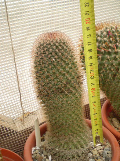 Mammillaria columbiana - Mamm 2013