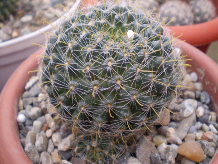 Mammillaria crinita ssp wildi