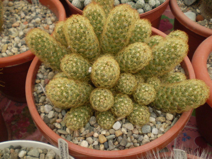 Mammillaria elongata - Mamm 2013