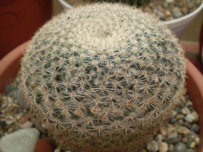 Mammillaria pseudoperbella