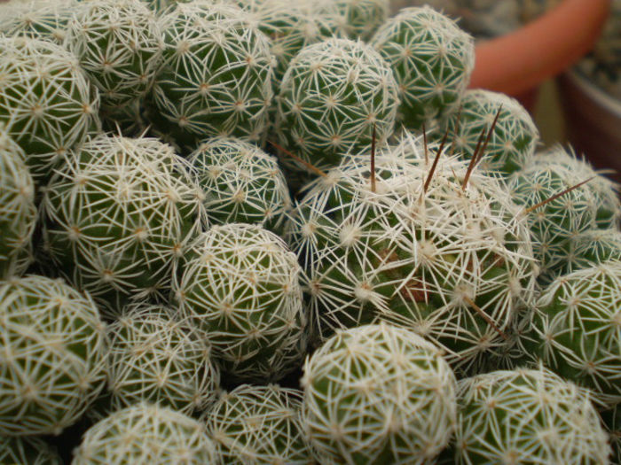 Mammillaria gracilis