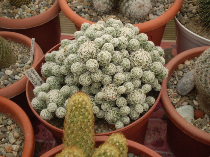 Mammillaria gracilis - Mamm 2013