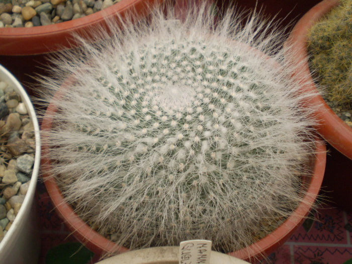 Mammillaria hanniana