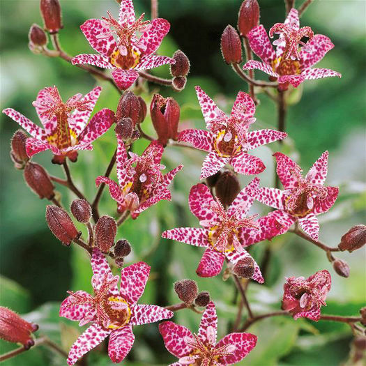 Tricyrtis formosana - 3-de vanzare 2019-2020- SEMINTE DE PLANTE CARE TRAIESC IN ROMANIA