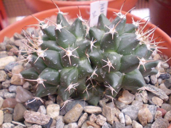 Mammillaria sp2 - Mamm 2013