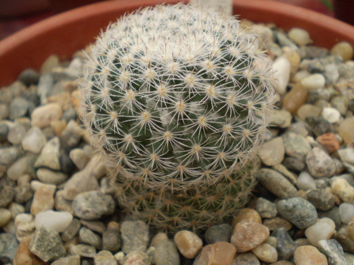 Mammillaria sp 3