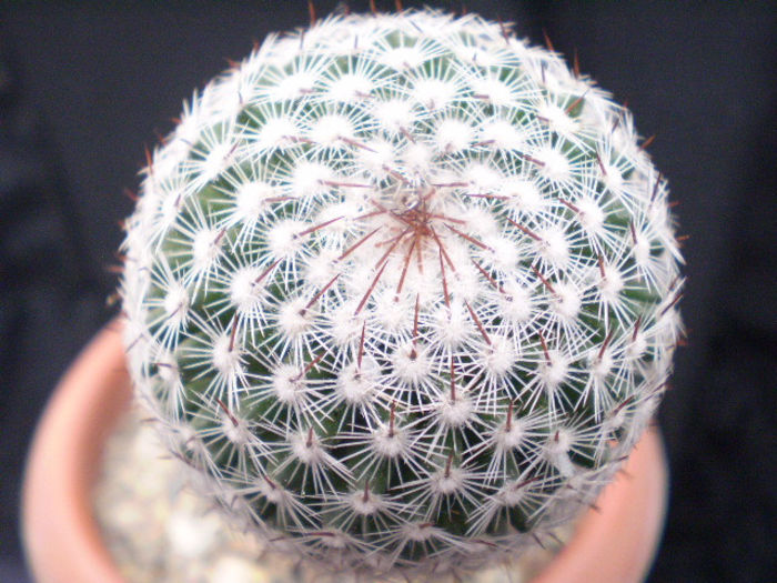 Mammillaria matudae