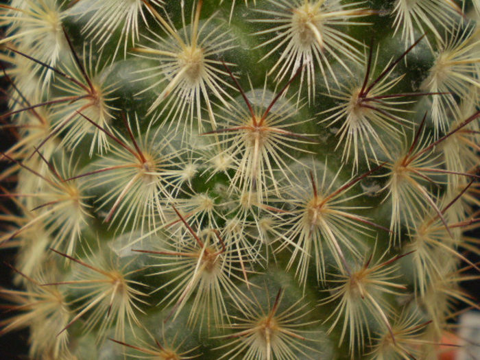 Mammillaria microhelia - Mamm 2013