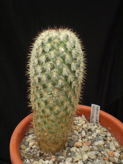 Mammillaria microhelia