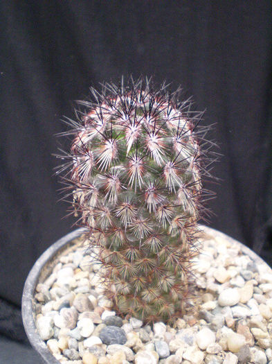 Mammillaria microhelia red spines